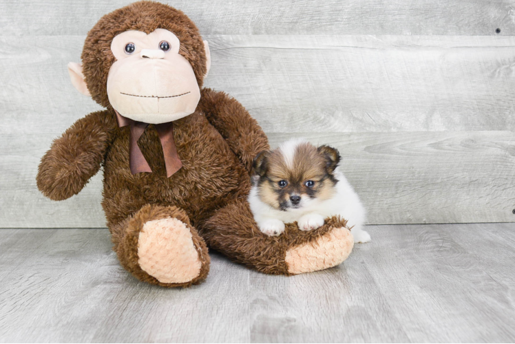 Pomeranian Puppy for Adoption