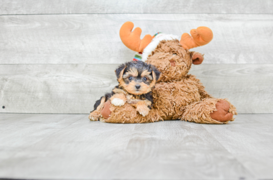 Funny Morkie Designer Pup