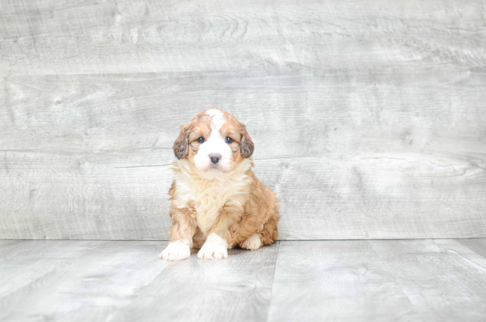 Best Mini Bernedoodle Baby