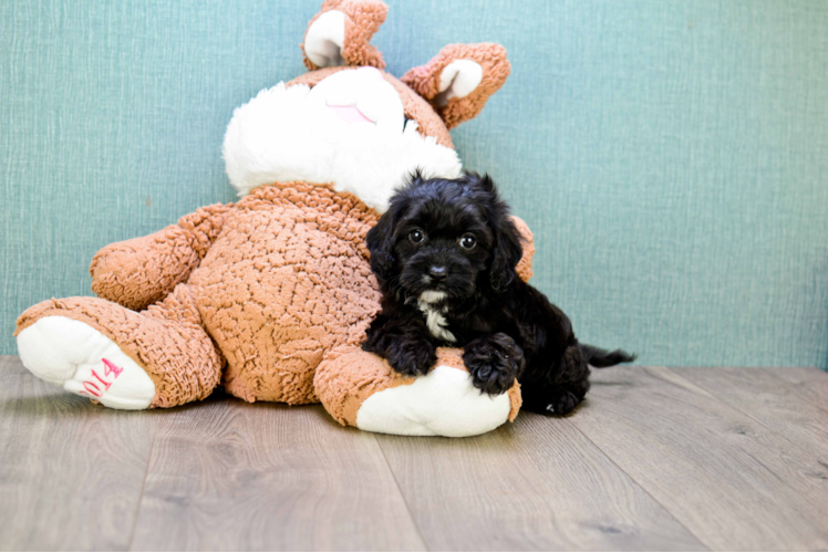 Cavapoo Pup Being Cute