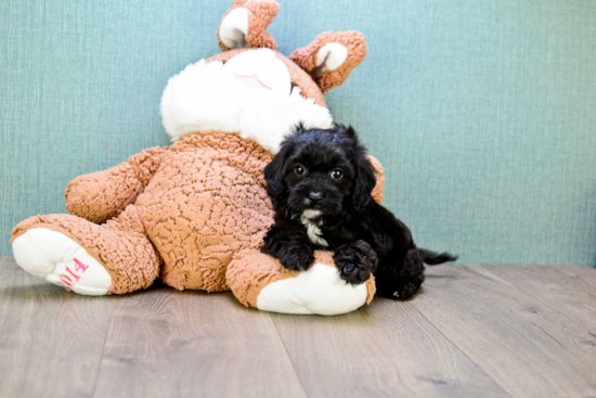 Cavapoo Pup Being Cute