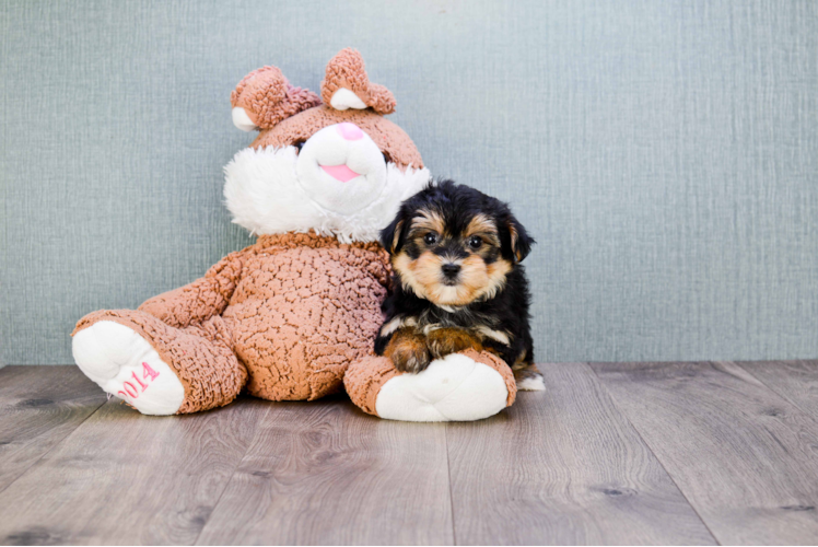 Smart Morkie Designer Pup