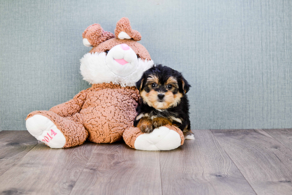 Smart Morkie Designer Pup