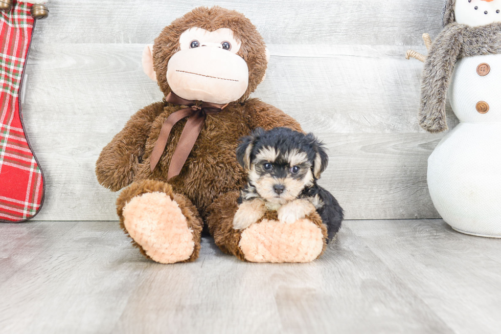 Little Yorkie Designer Puppy