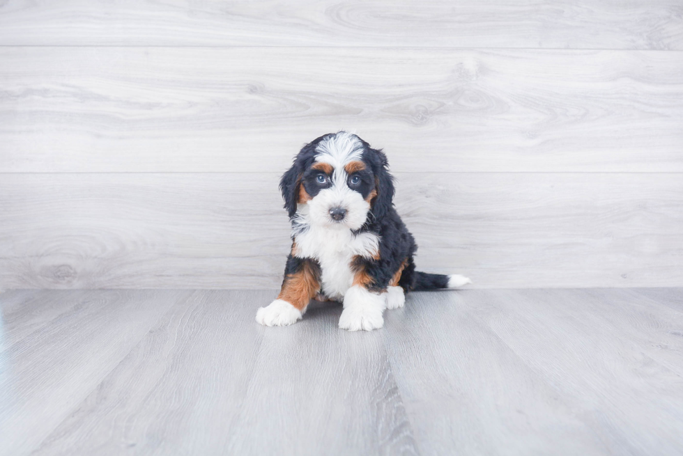 Mini Bernedoodle Pup Being Cute