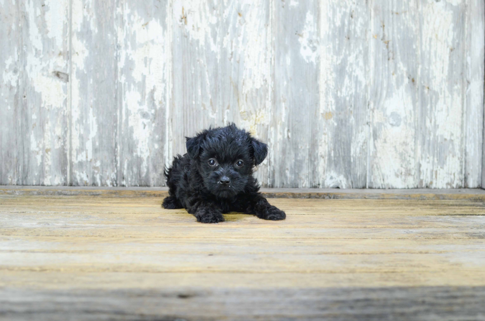Yorkie Poo Pup Being Cute