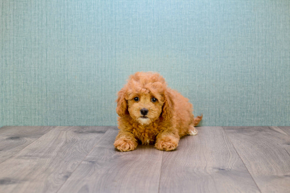 Playful Golden Retriever Poodle Mix Puppy