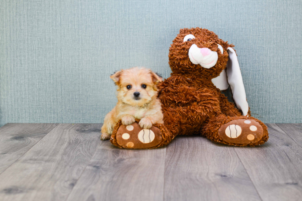 Morkie Puppy for Adoption