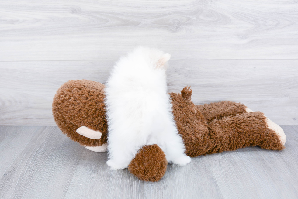 Friendly Pomeranian Baby