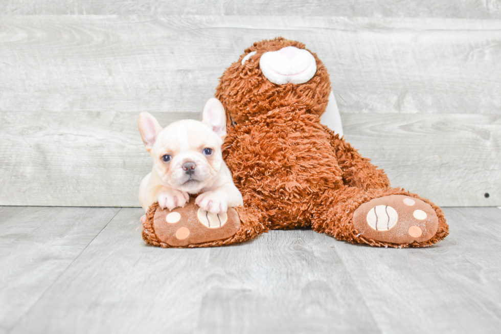 French Bulldog Pup Being Cute