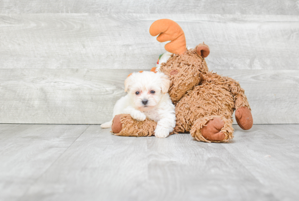 Hypoallergenic Yorkie Designer Puppy