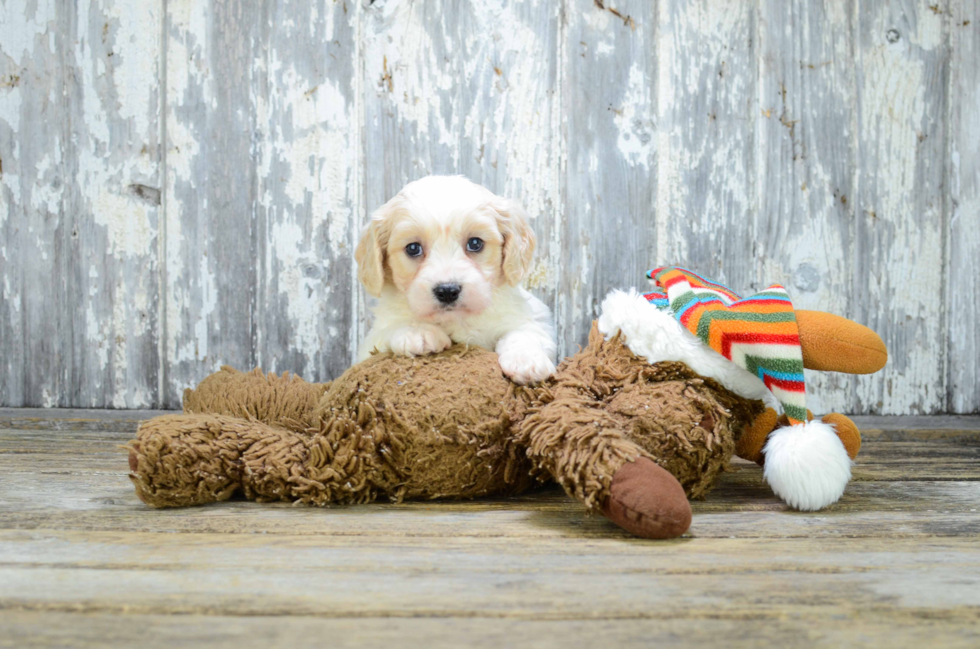 Best Cavachon Baby