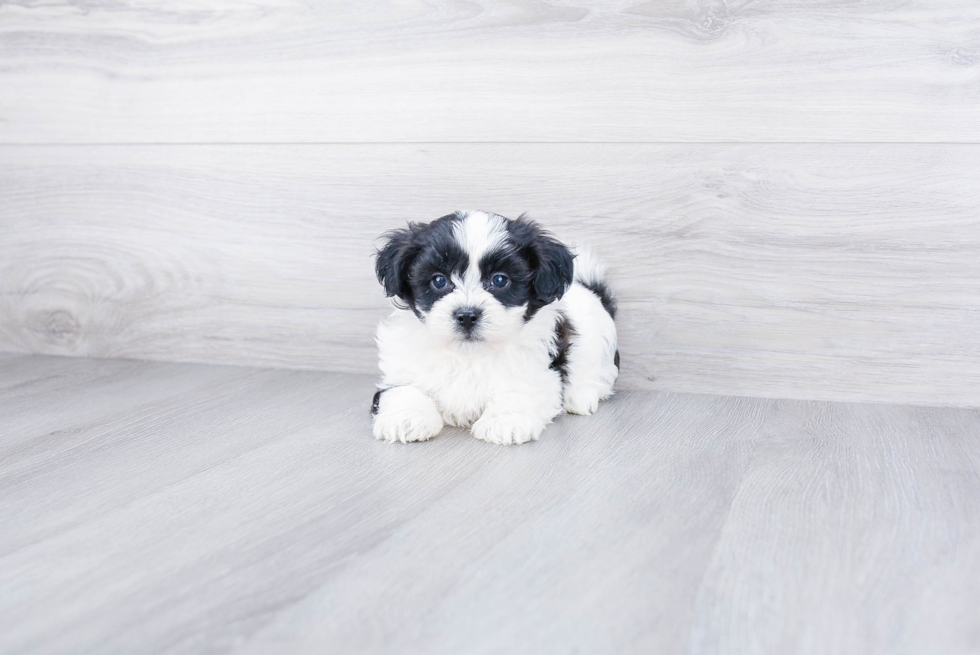 Cute Teddy Bear Baby