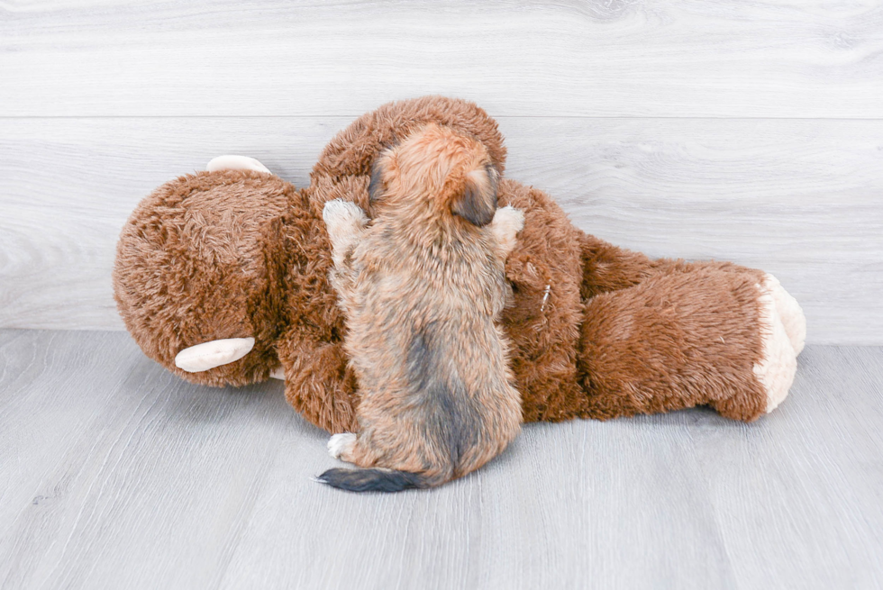 Morkie Pup Being Cute