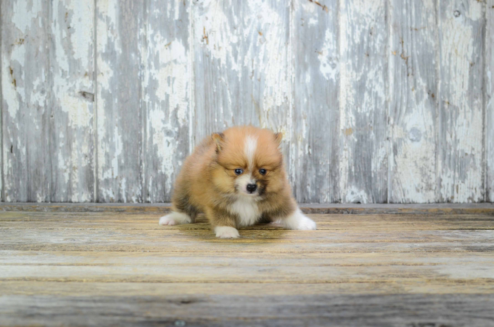 Adorable Pomeranian Purebred Puppy