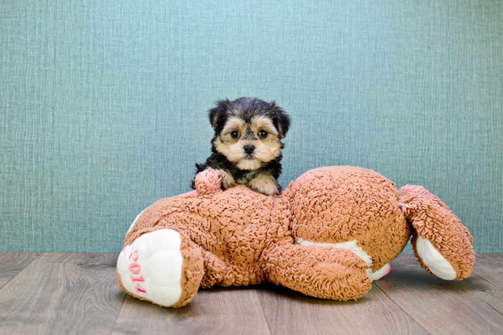 Cute Morkie Baby