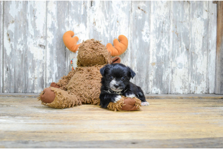 Friendly Morkie Baby