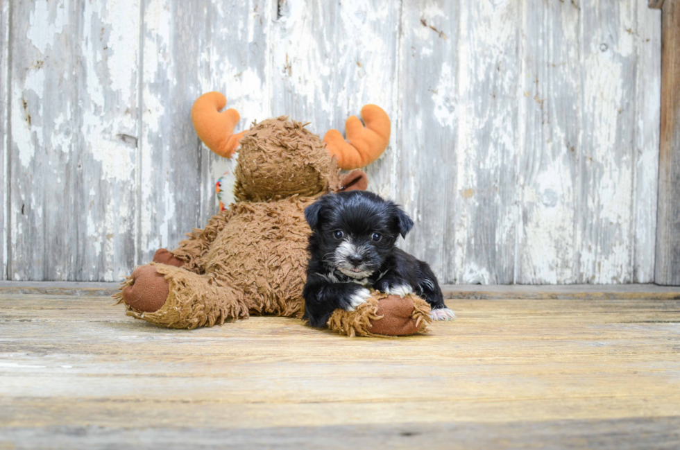 Friendly Morkie Baby