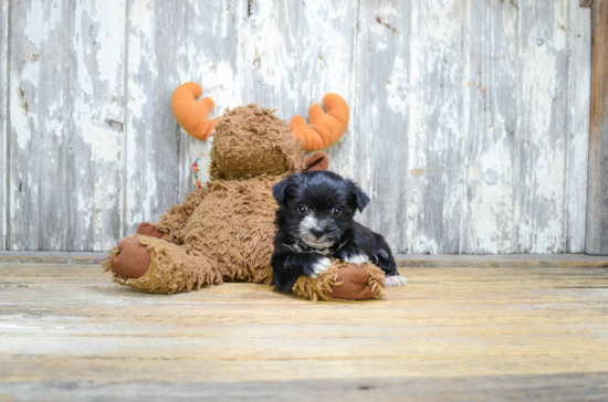 Friendly Morkie Baby