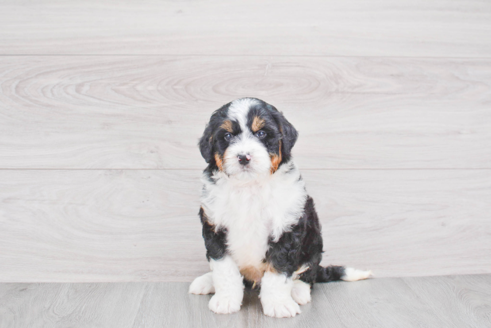 Best Mini Bernedoodle Baby