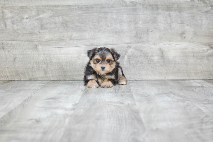Smart Morkie Designer Pup