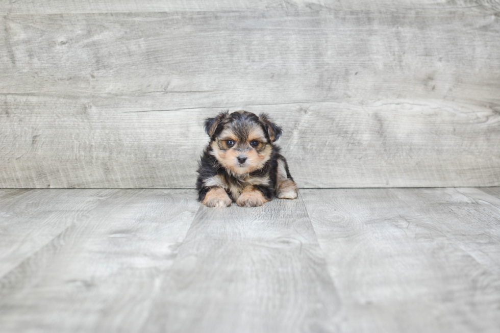 Smart Morkie Designer Pup