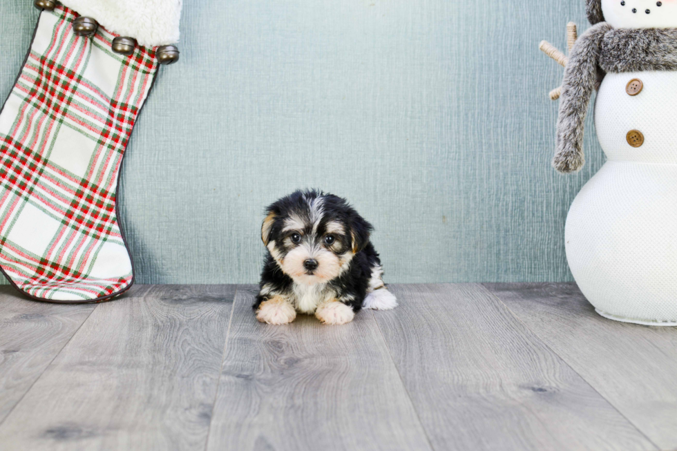 Playful Yorkie Designer Puppy