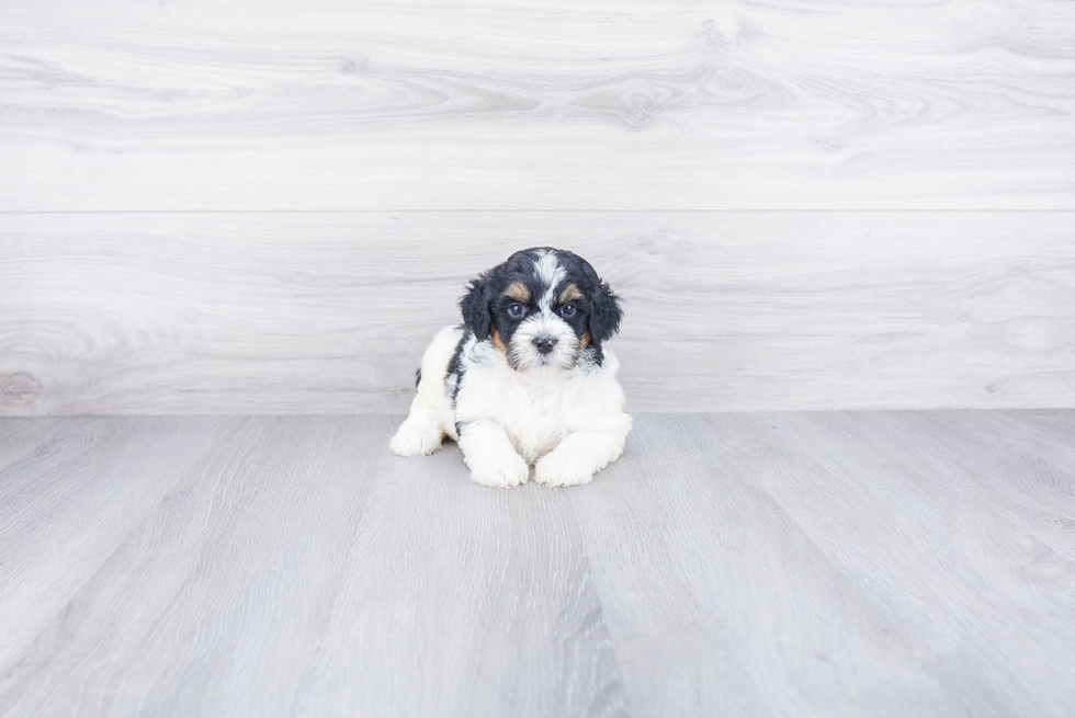 Best Mini Bernedoodle Baby