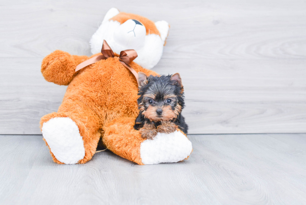 Meet Ronaldo - our Yorkshire Terrier Puppy Photo 