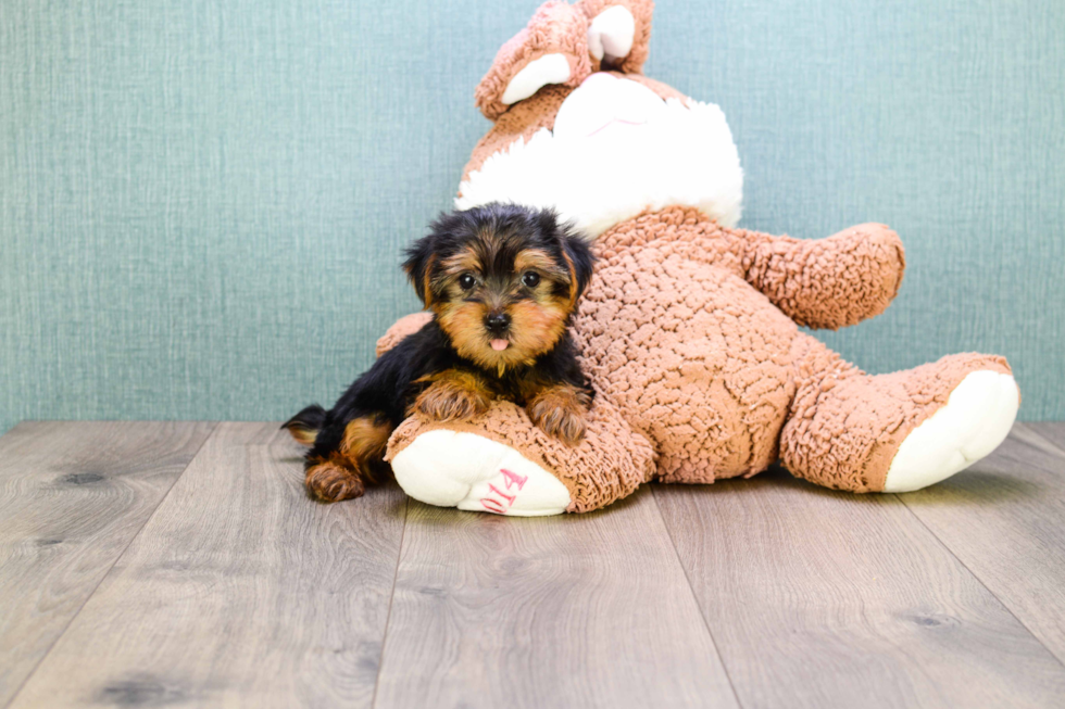 Meet  Teacup-Timmy - our Yorkshire Terrier Puppy Photo 