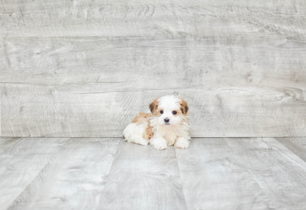 Morkie Pup Being Cute