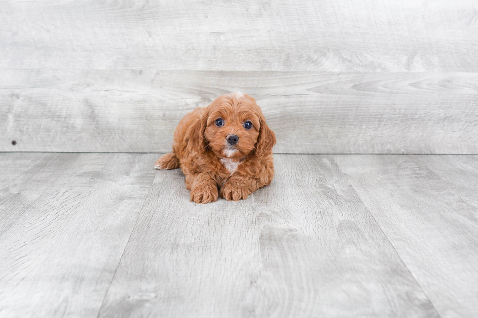 Cavapoo Puppy for Adoption