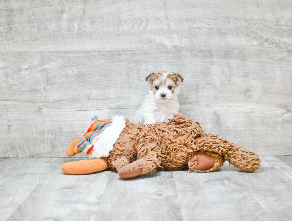 Morkie Pup Being Cute