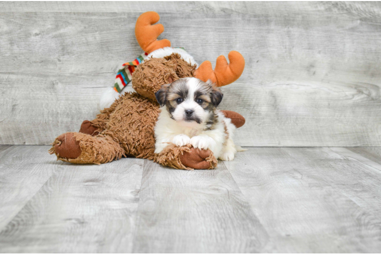 Funny Teddy Bear Designer Pup