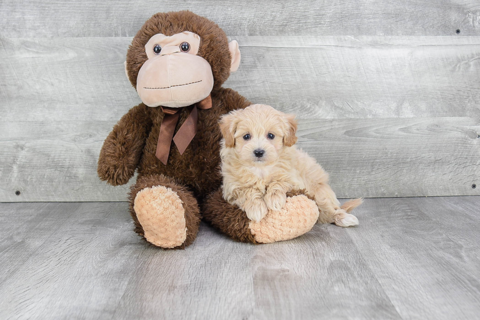 Happy Maltipoo Baby
