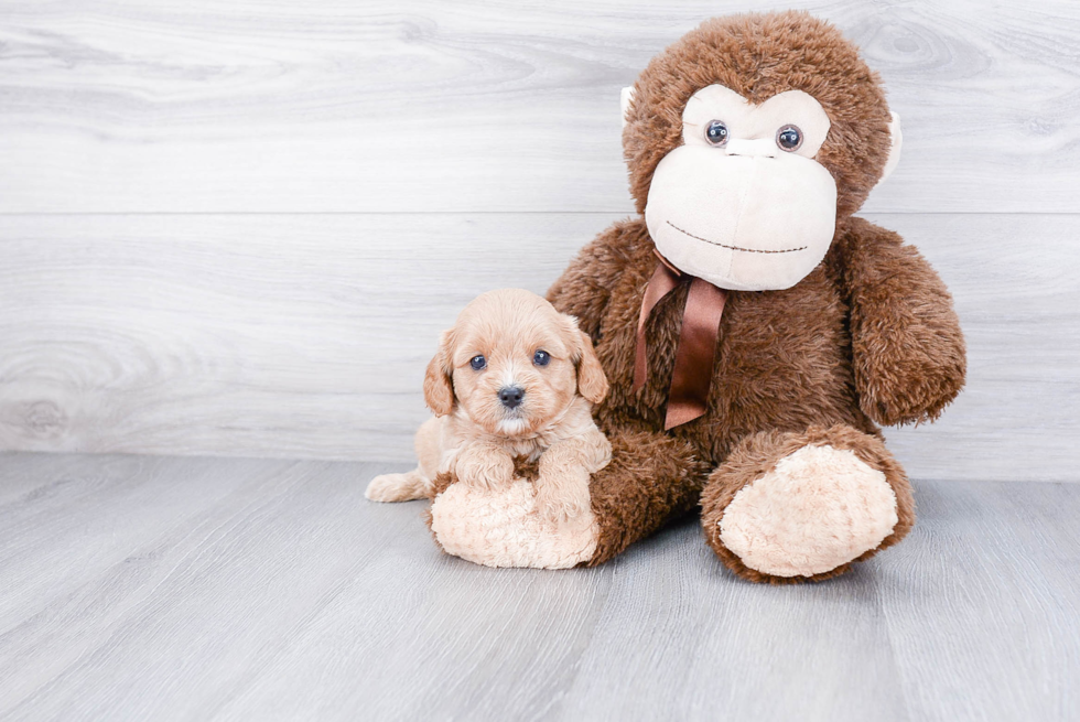 Adorable Cavoodle Poodle Mix Puppy