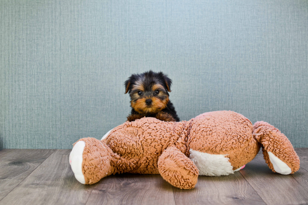 Meet Capone - our Yorkshire Terrier Puppy Photo 