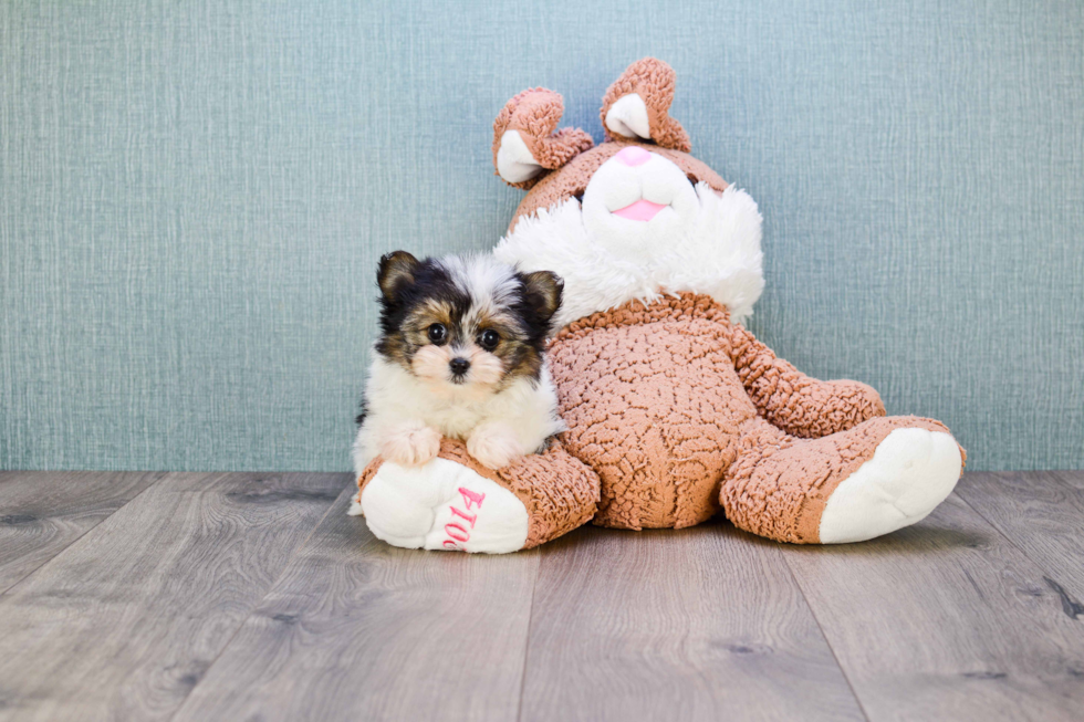 Playful Yorkie Designer Puppy