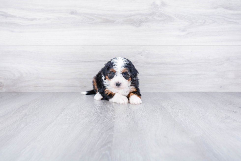 Little Bernadoodle Poodle Mix Puppy