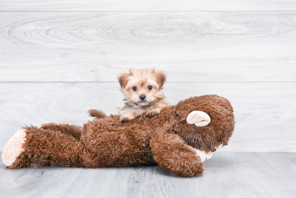 Petite Morkie Designer Pup