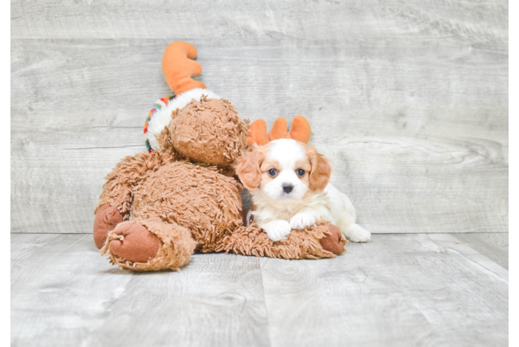 Best Cavapoo Baby