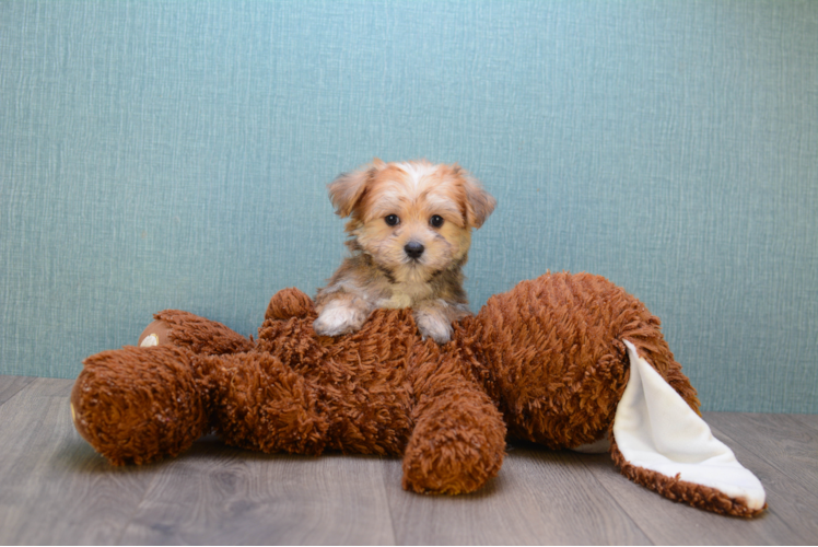 Morkie Pup Being Cute