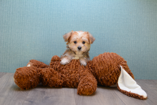 Morkie Pup Being Cute