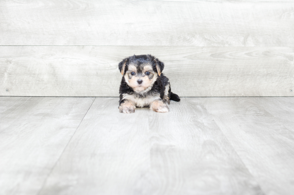 Morkie Pup Being Cute