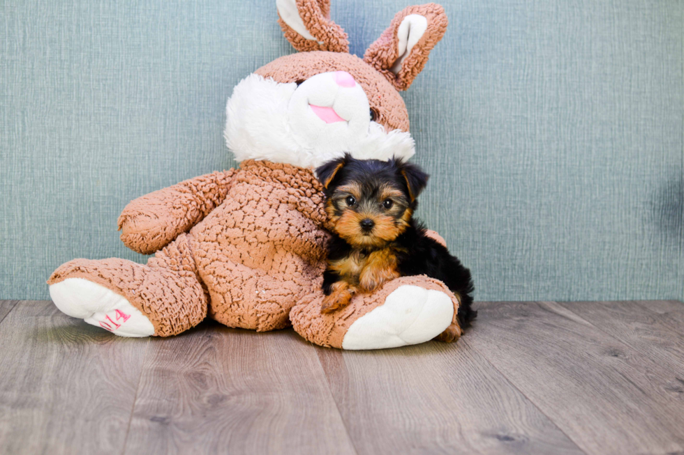 Meet Nugget - our Yorkshire Terrier Puppy Photo 