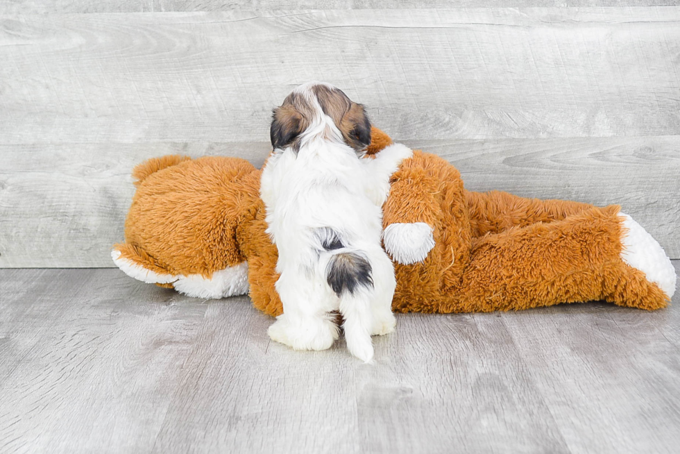 Small Teddy Bear Baby