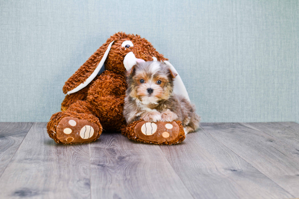Energetic Yorkie Designer Puppy