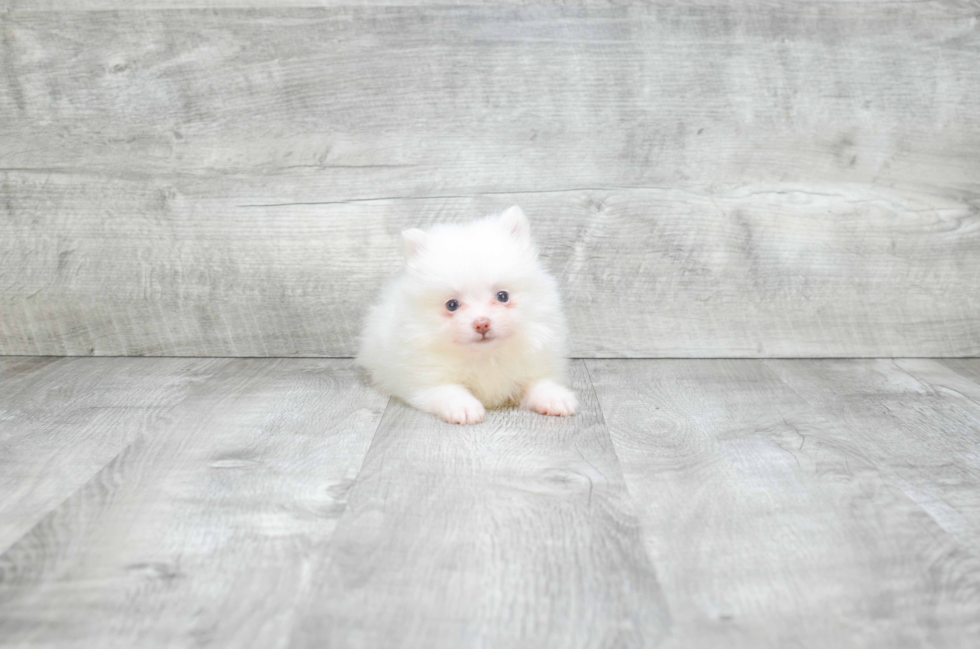 Pomeranian Pup Being Cute