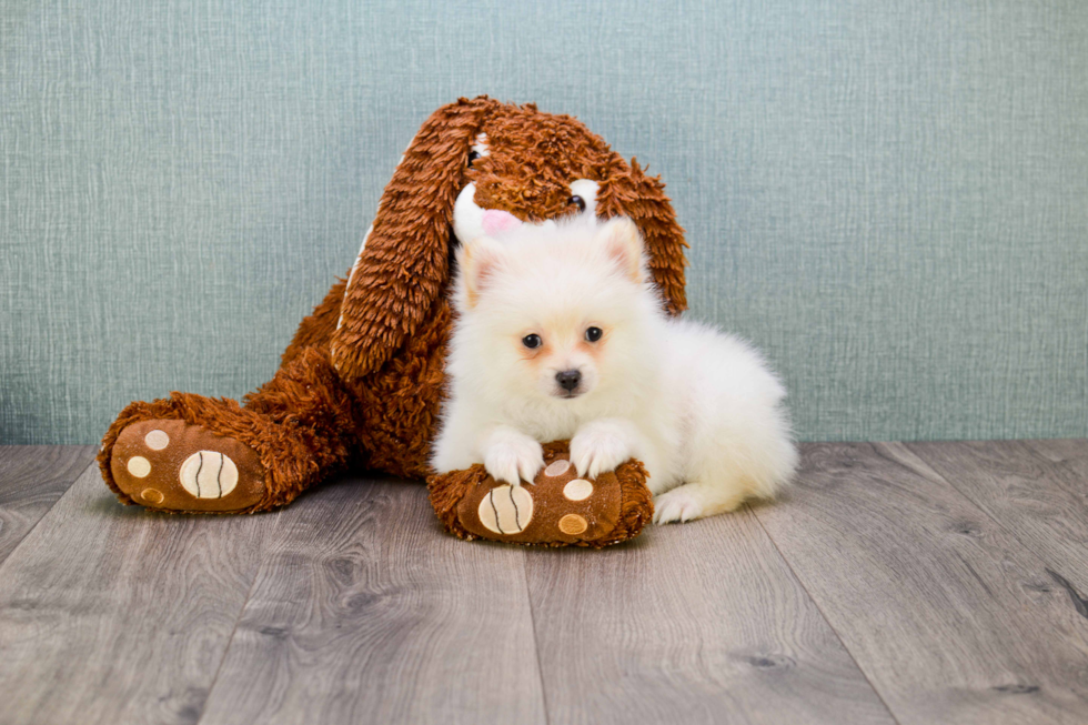 Fluffy Pomeranian Purebred Puppy