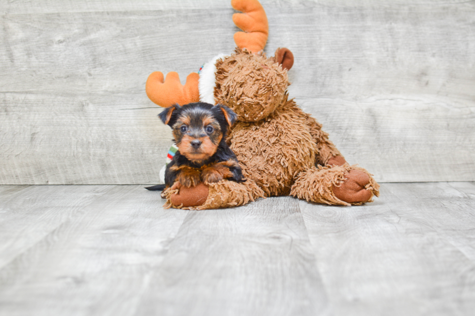 Hypoallergenic Yorkie Designer Puppy